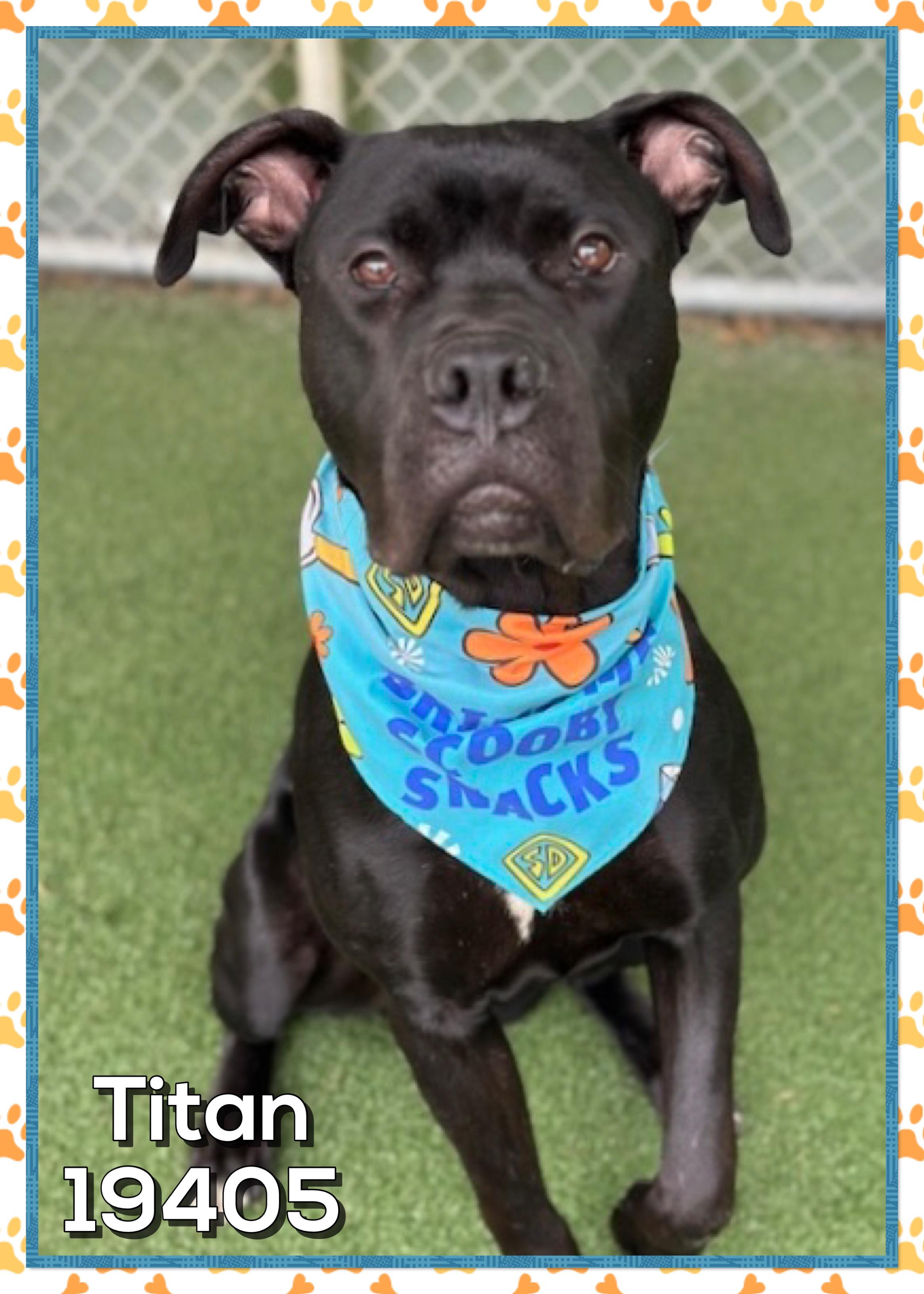 Enlarge TITAN, an adopted mixed breed in Marietta, GA image 2/5