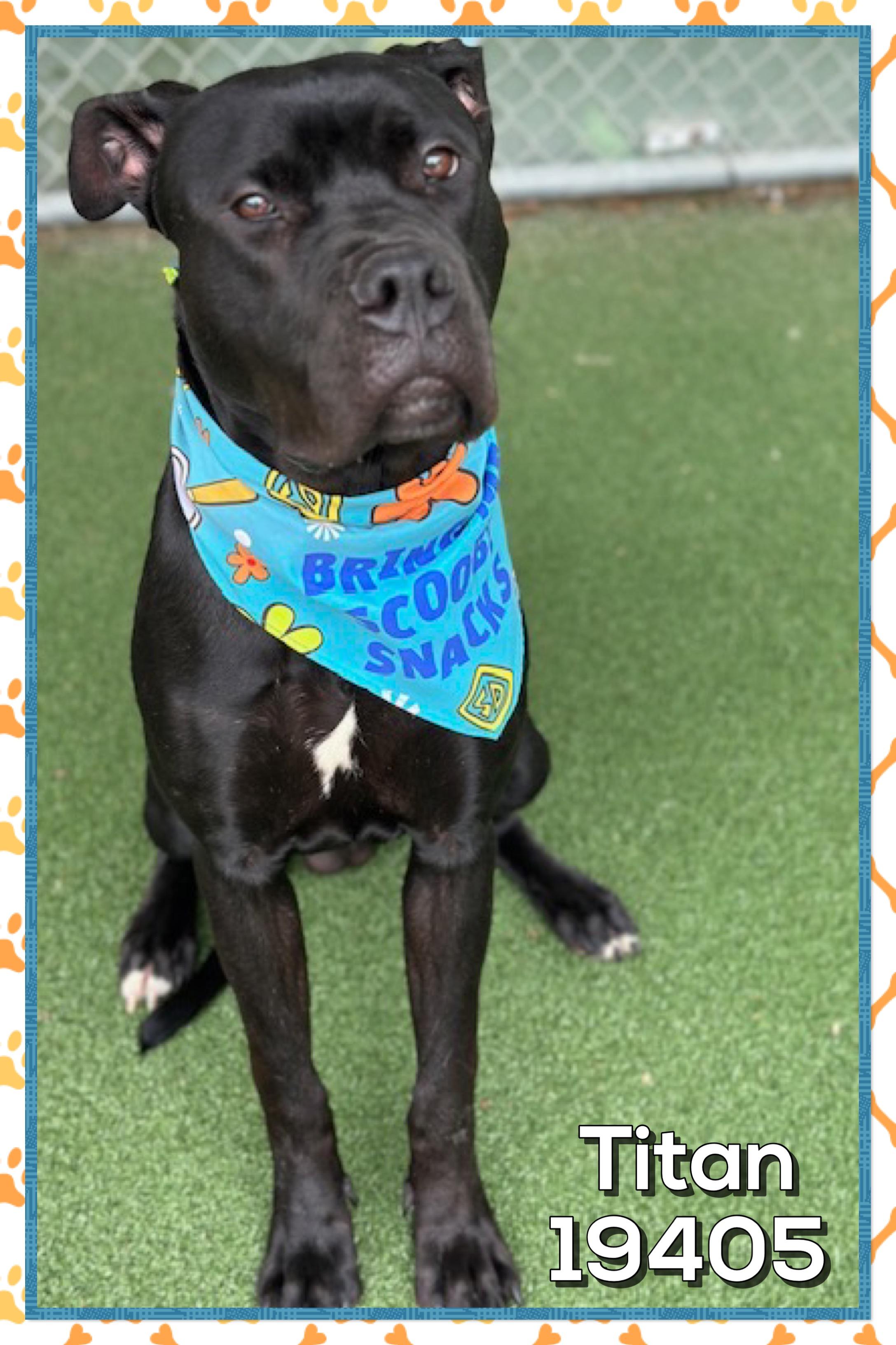 Enlarge TITAN, an adopted mixed breed in Marietta, GA image 3/5