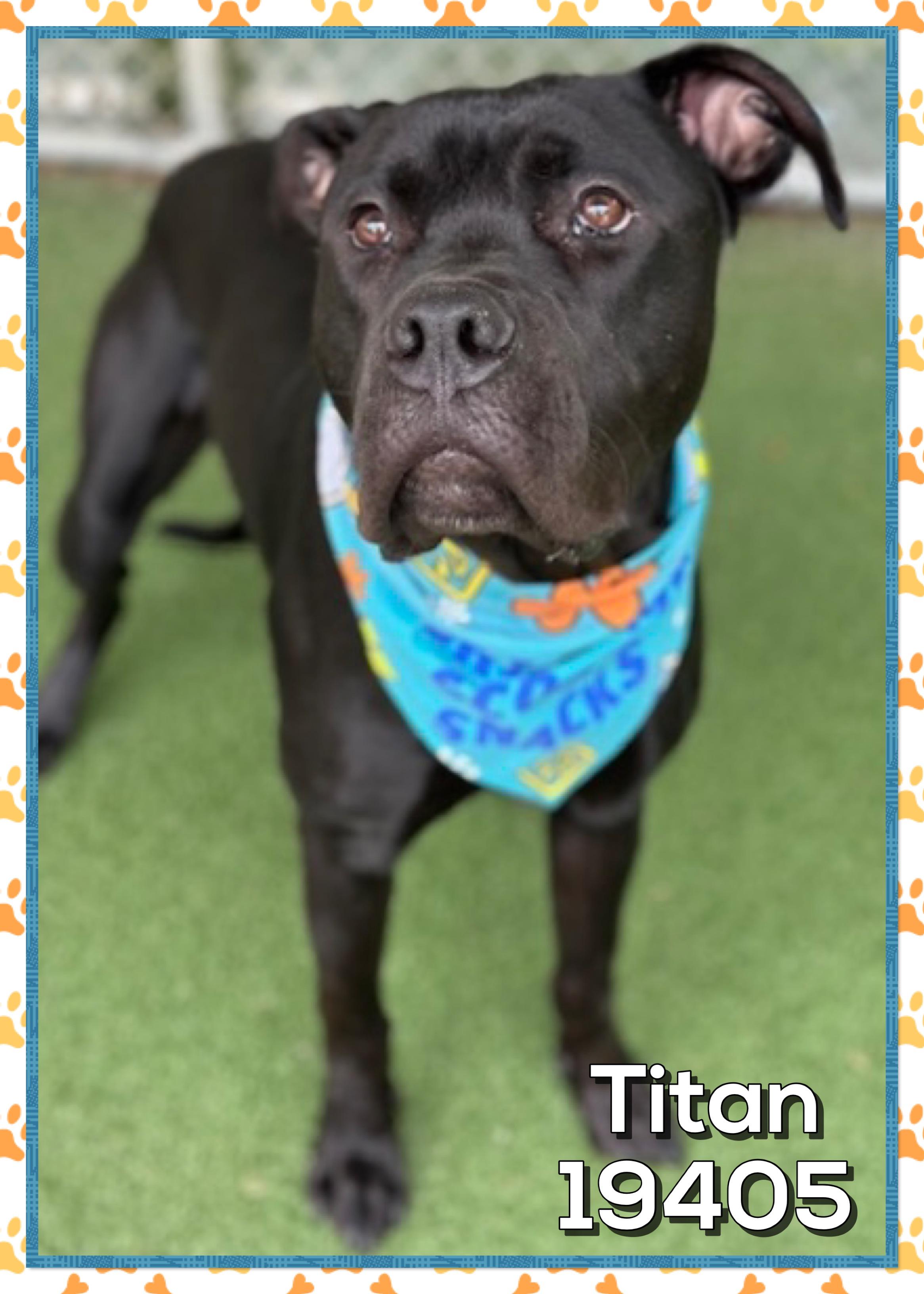 Enlarge TITAN, an adopted mixed breed in Marietta, GA image 4/5