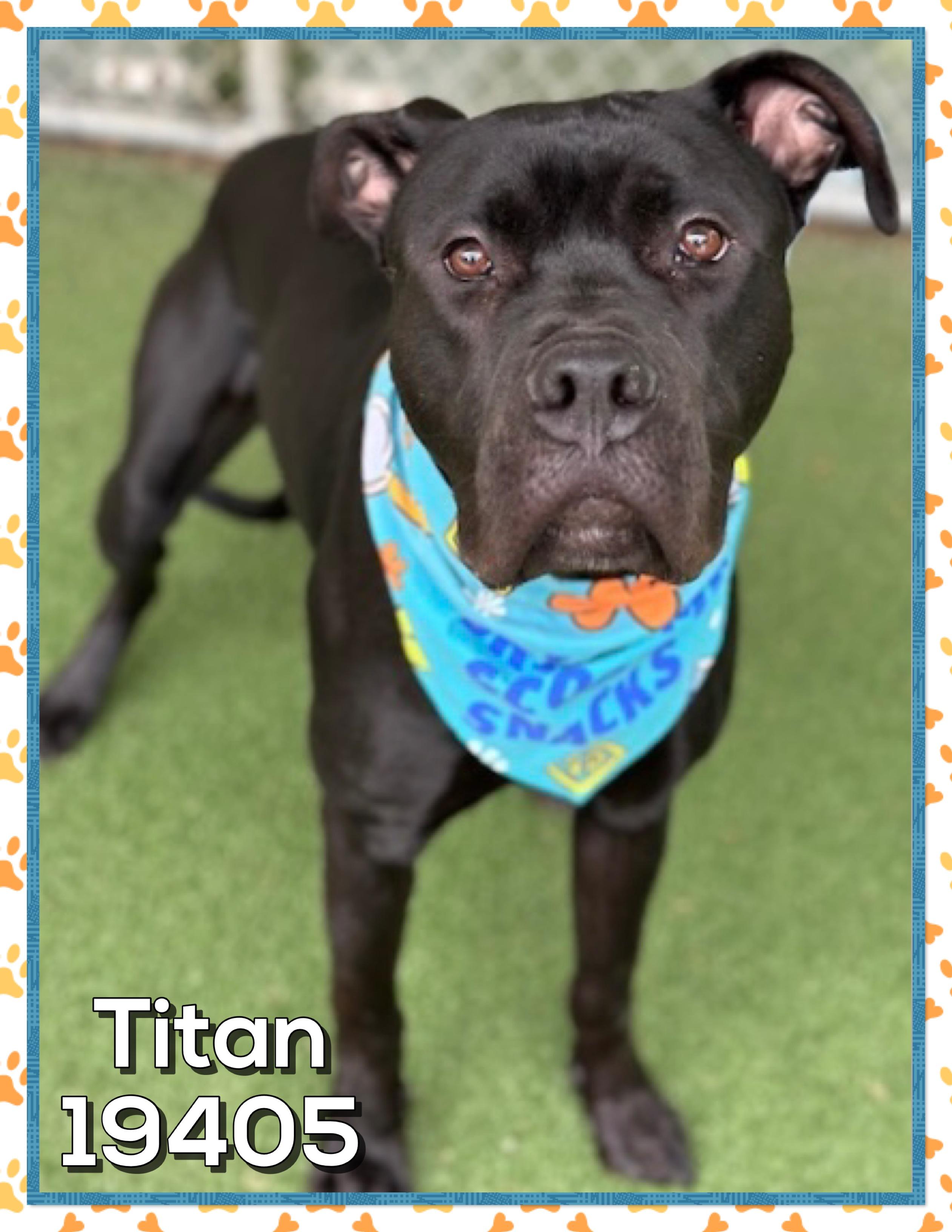 Enlarge TITAN, an adopted mixed breed in Marietta, GA image 1/5