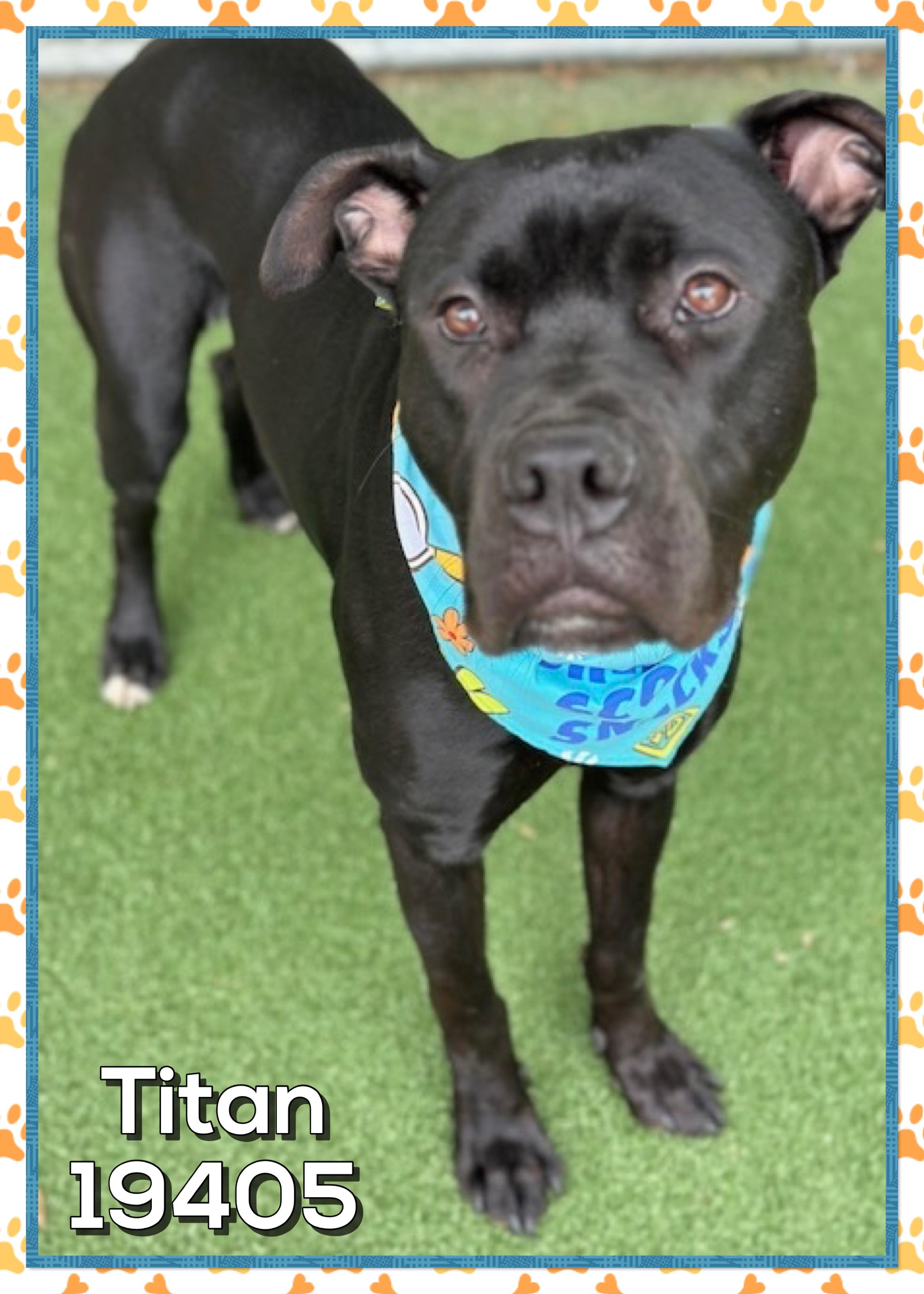 Enlarge TITAN, an adopted mixed breed in Marietta, GA image 5/5