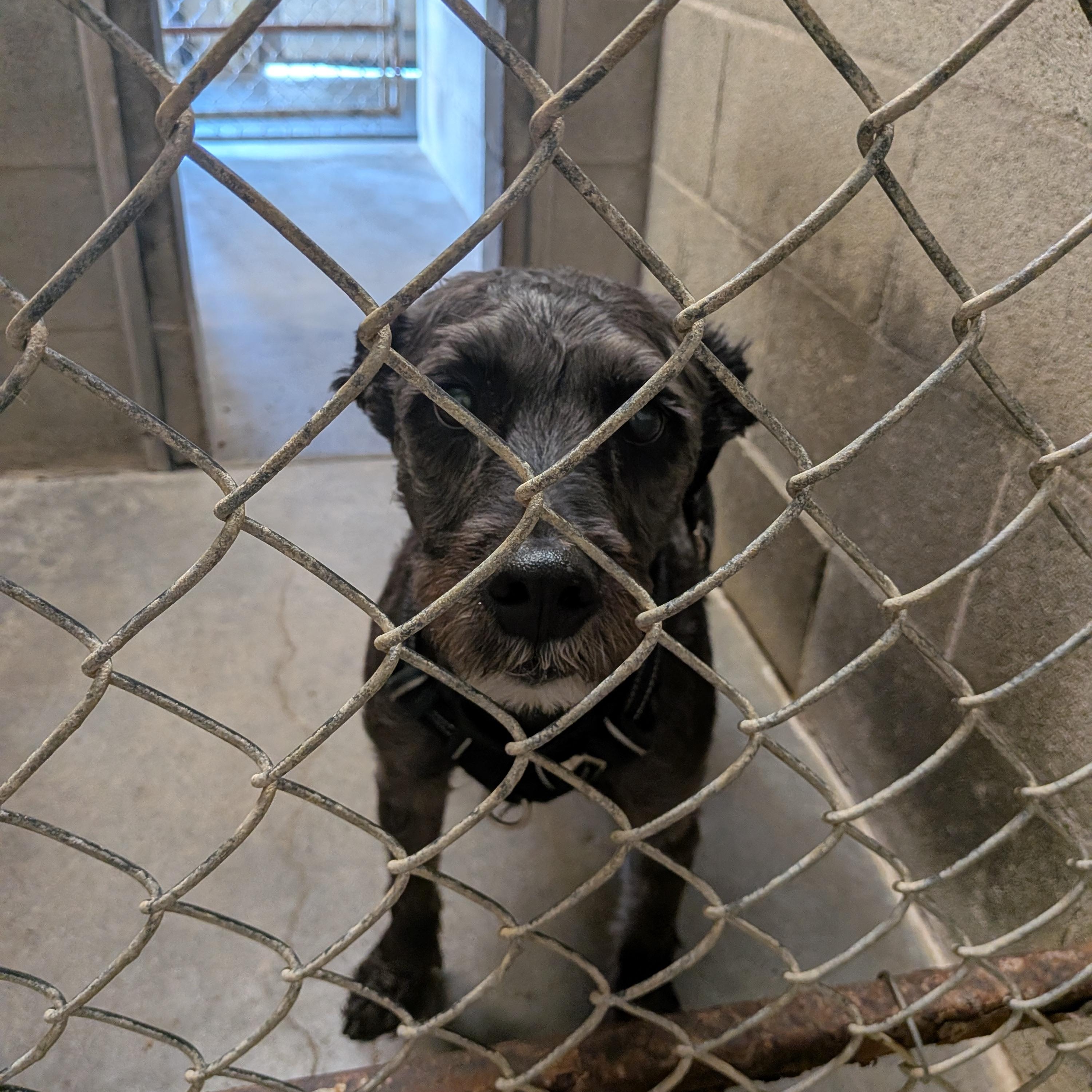Chance, adopted, Adult Male Labradoodle.
