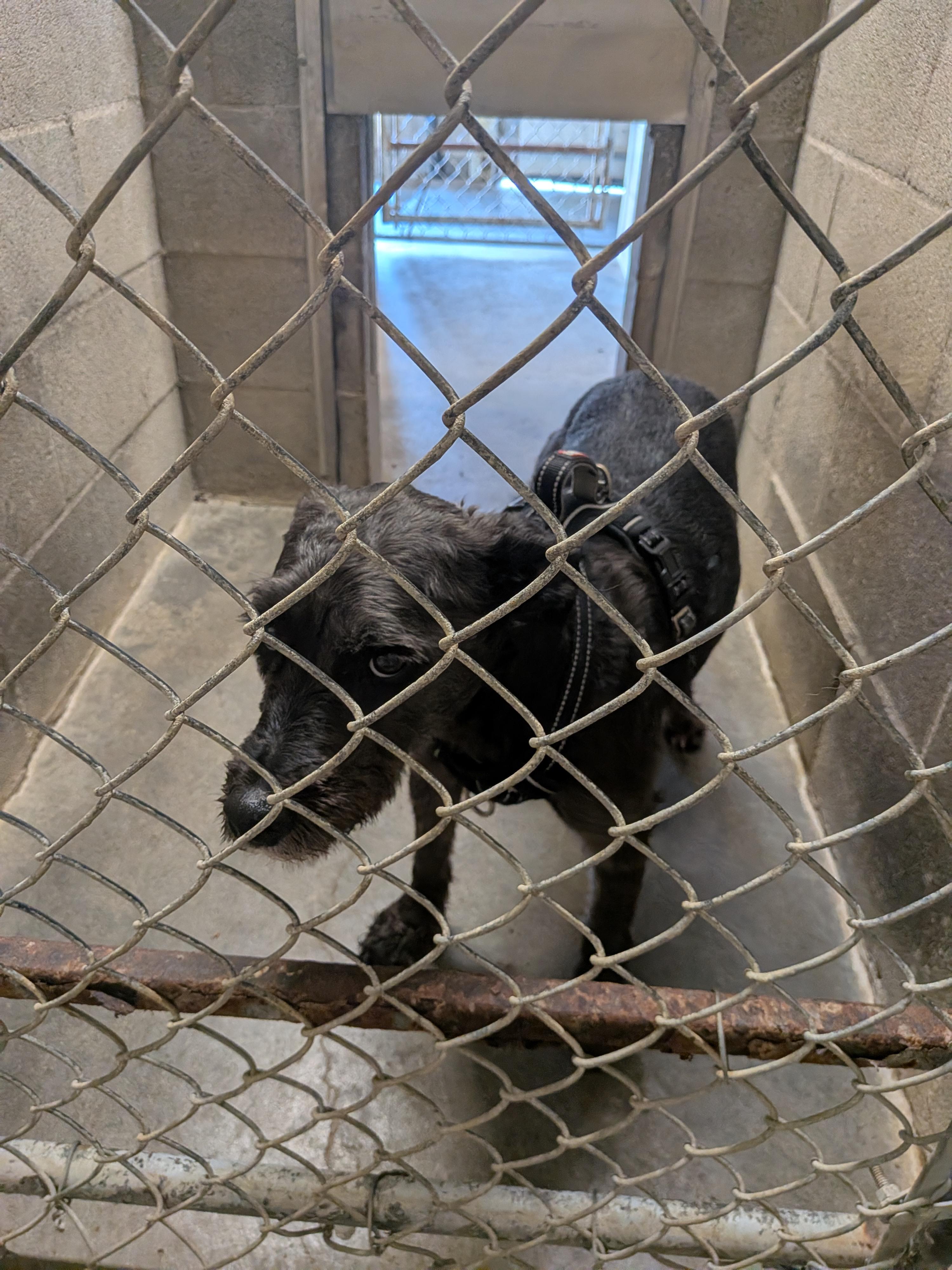 Chance, an adopted mixed breed in Hermiston, OR image 2/3