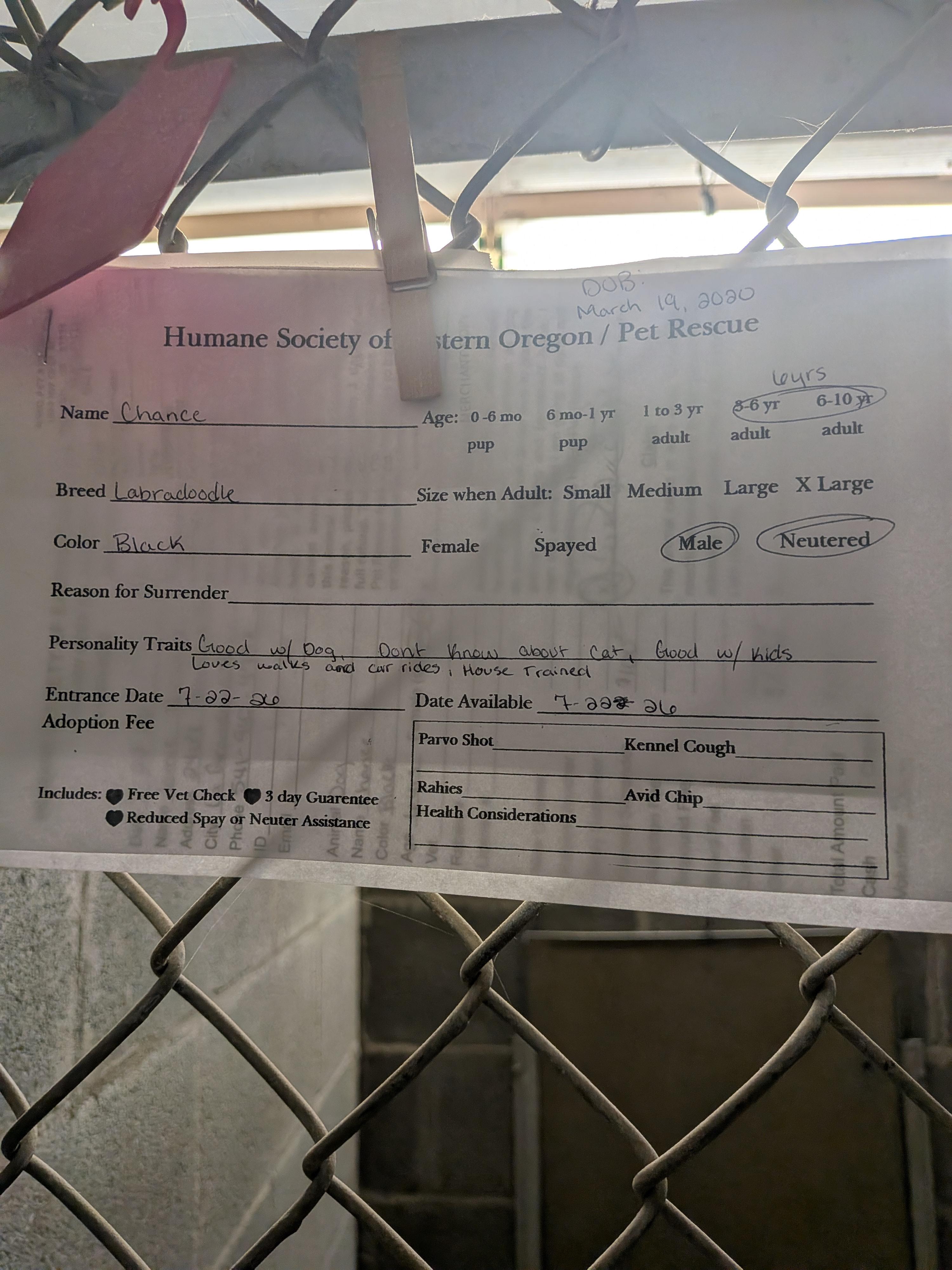 Chance, an adopted mixed breed in Hermiston, OR image 3/3