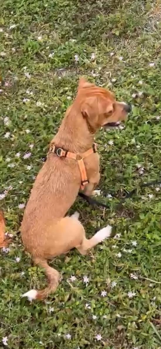 Bobby, Adopted, Young Male Chihuahua & Jack Russell Terrier.