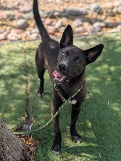Como Tu, a Adoptable mixed breed in El Paso, TX image 1/4