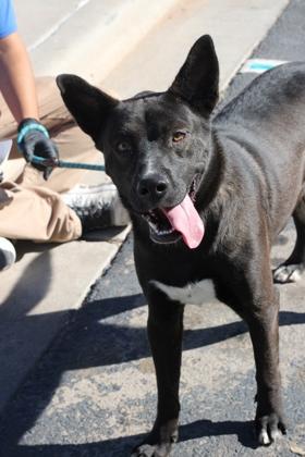 Enlarge Como Tu, a Adoptable mixed breed in El Paso, TX image 1/3