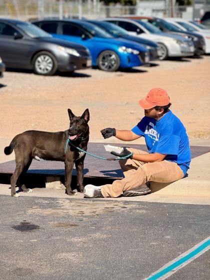Como Tu, a Adoptable mixed breed in El Paso, TX image 2/4