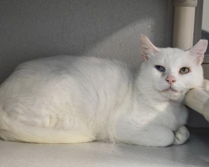 Mozzarella Stick, Adoptable, Adult Male Domestic Short Hair.