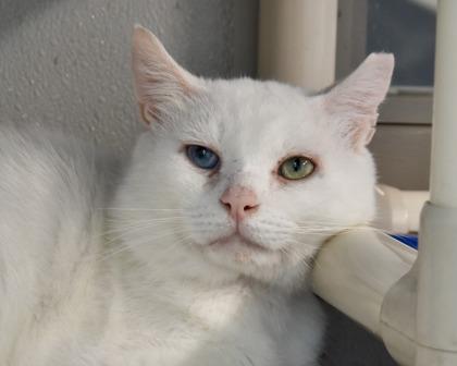 Mozzarella Stick, a Adoptable Domestic Short Hair in West Seneca, NY image 2/3
