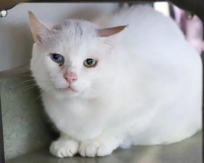 Mozzarella Stick, a Adoptable Domestic Short Hair in West Seneca, NY image 3/3