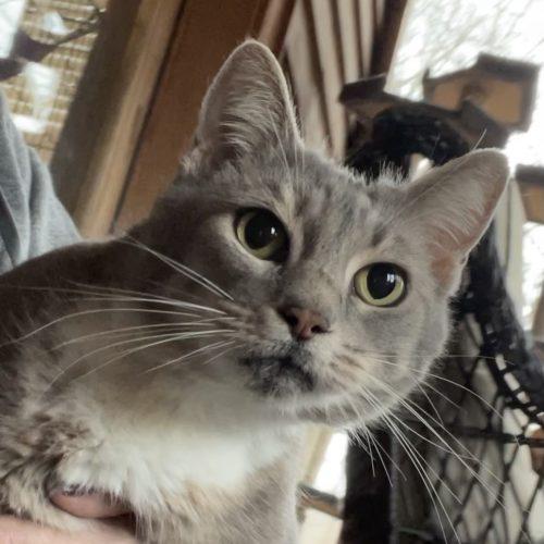 Destiny, a Adoptable mixed breed in Knoxville, TN image 2/5