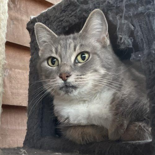 Destiny, a Adoptable mixed breed in Knoxville, TN image 3/5