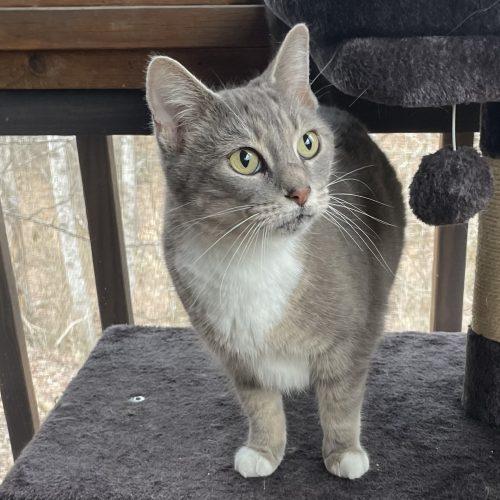 Destiny, a Adoptable mixed breed in Knoxville, TN image 4/5