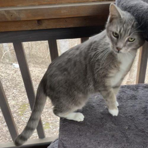 Destiny, a Adoptable mixed breed in Knoxville, TN image 5/5