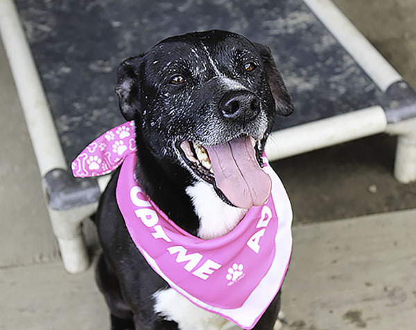 **Della-NEW PICS!!!!!**, a Adoptable mixed breed in Marion, AR image 1/6