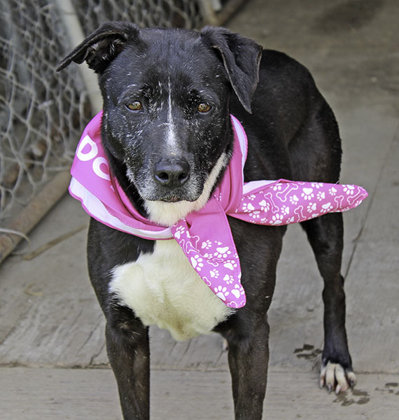 **Della-NEW PICS!!!!!**, a Adoptable mixed breed in Marion, AR image 3/6