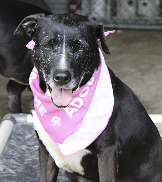 **Della-NEW PICS!!!!!**, a Adoptable mixed breed in Marion, AR image 5/6