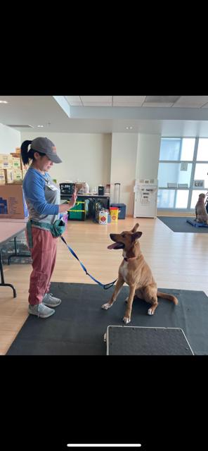 Enlarge Lola, a Adoptable mixed breed in Agua Dulce, CA image 1/4