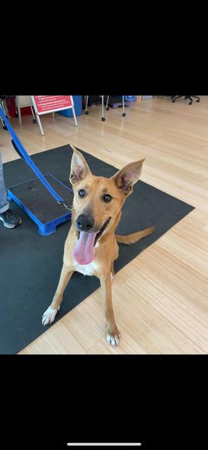 Enlarge Lola, a Adoptable mixed breed in Agua Dulce, CA image 3/4