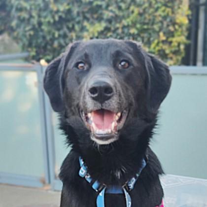 Zazu, Adoptable, Adult Female Labrador Retriever & Mixed Breed.