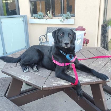 Zazu, a Adoptable mixed breed in San Francisco, CA image 2/3