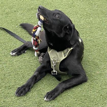 Zazu, a Adoptable mixed breed in San Francisco, CA image 3/3