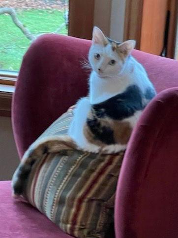 Tilly, Adoptable, Adult Female Domestic Short Hair.