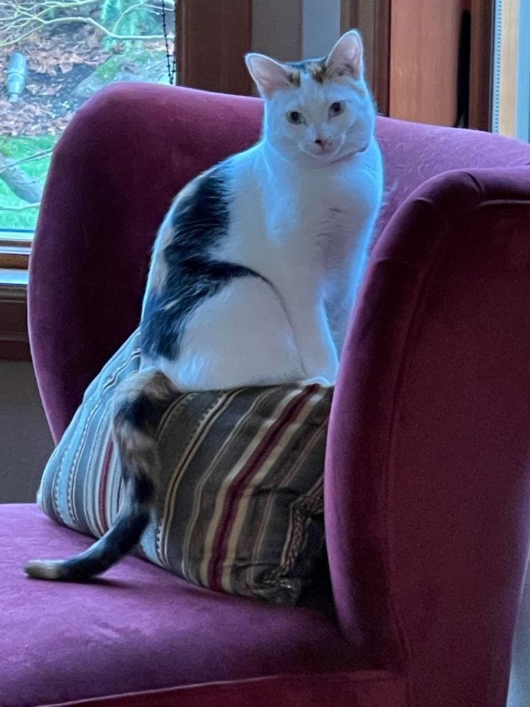 Tilly, a Adoptable Domestic Short Hair in Battle Ground, WA image 2/3