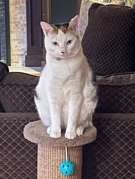 Tilly, a Adoptable Domestic Short Hair in Battle Ground, WA image 3/3