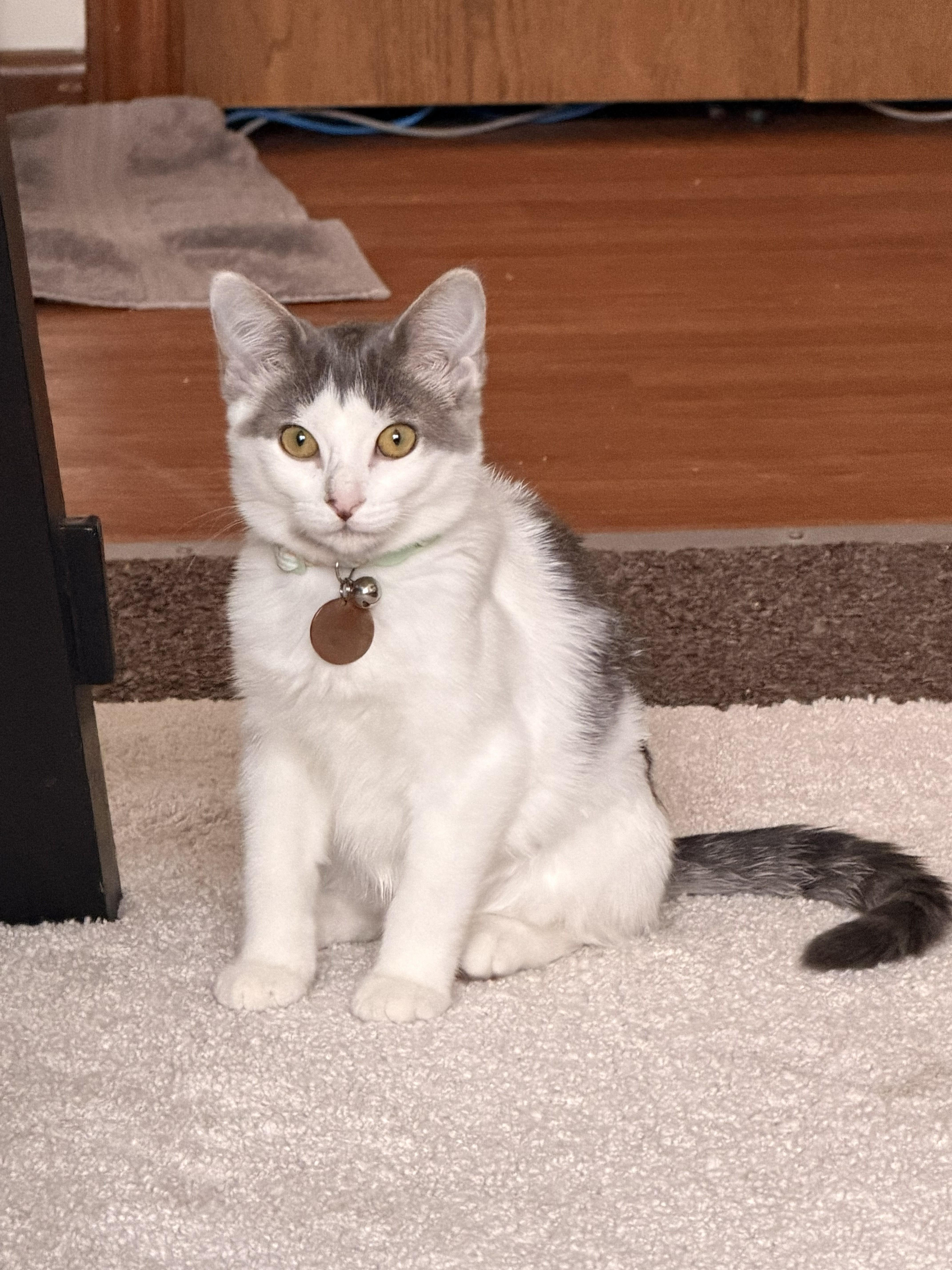 Possum, Adoptable, Young Female Domestic Short Hair.