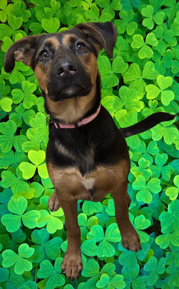 Deena, Adoptable, Young Female Shepherd.