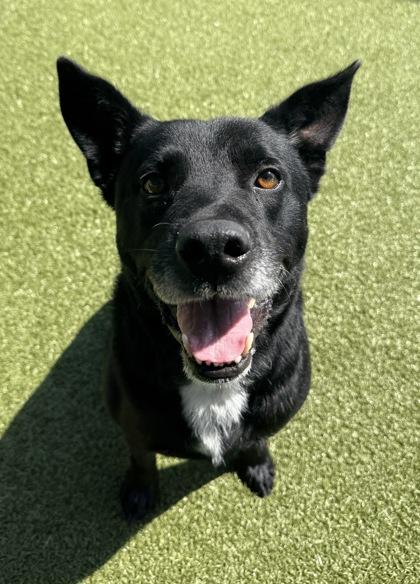 Henry, a Adoptable mixed breed in Grapevine, TX image 1/2