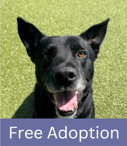 Henry, a Adoptable mixed breed in Grapevine, TX image 2/2