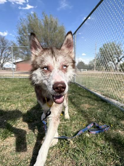 CJ, Adoptable, Adult Male Husky & Mixed Breed.