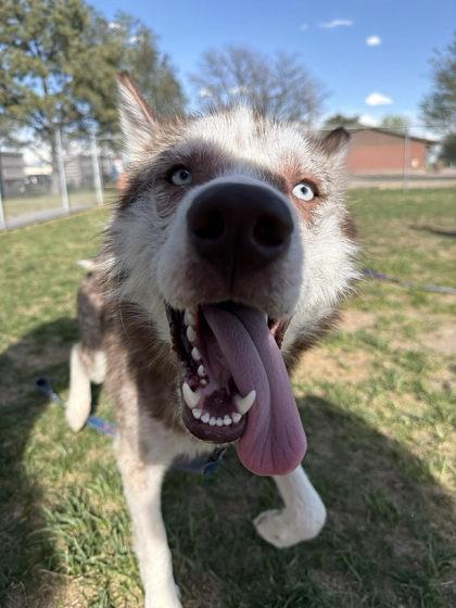 Enlarge CJ, a Adoptable mixed breed in Scottsbluff, NE image 2/3
