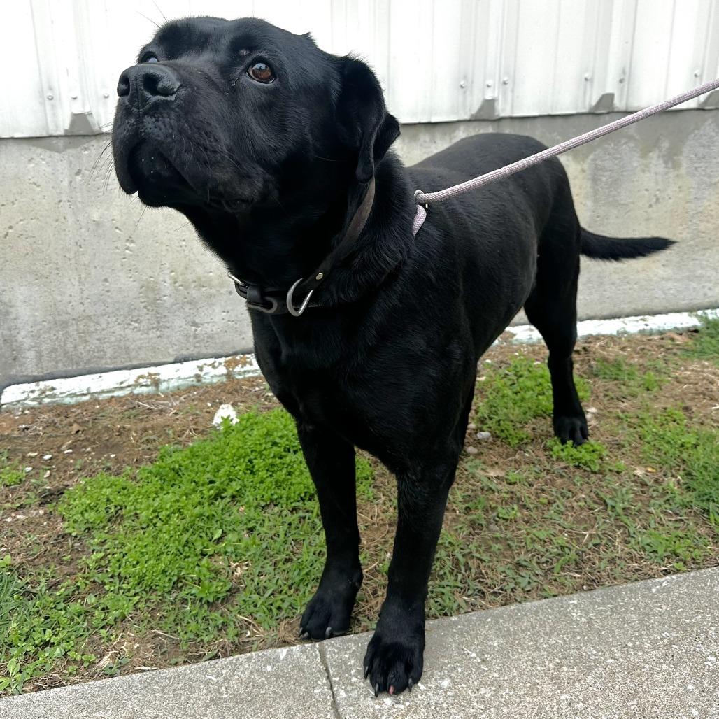 Shadow, a Adoptable Mixed Breed in Warrensburg, MO image 1/6