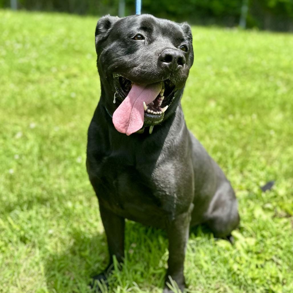 Shadow, a Adoptable Mixed Breed in Warrensburg, MO image 2/6