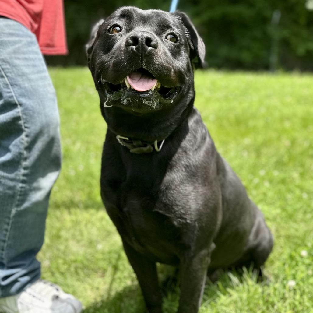 Shadow, a Adoptable Mixed Breed in Warrensburg, MO image 3/6