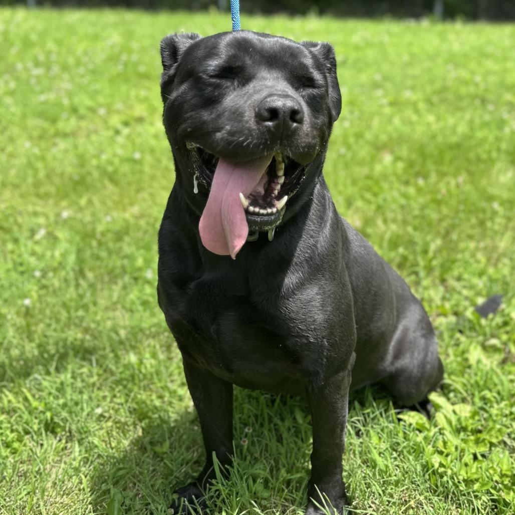 Shadow, a Adoptable Mixed Breed in Warrensburg, MO image 4/6