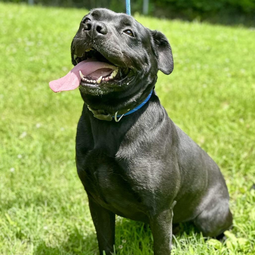 Shadow, a Adoptable Mixed Breed in Warrensburg, MO image 5/6