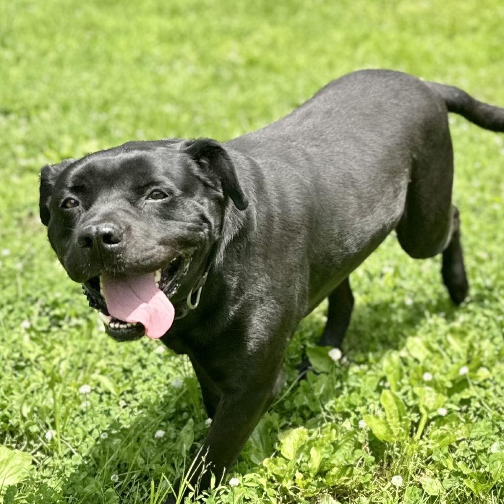 Shadow, a Adoptable Mixed Breed in Warrensburg, MO image 6/6