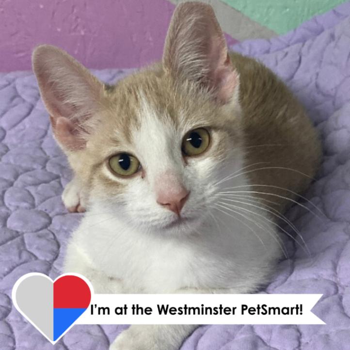 Creamsicle, Adoptable, Young Male Domestic Short Hair & Domestic Short Hair.