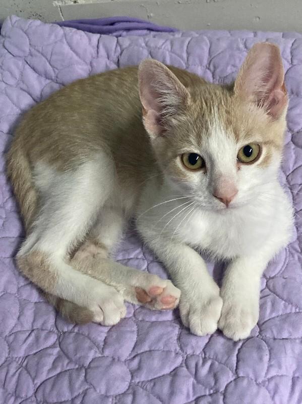 Creamsicle, a Adoptable mixed breed in Westminster, CO image 2/3
