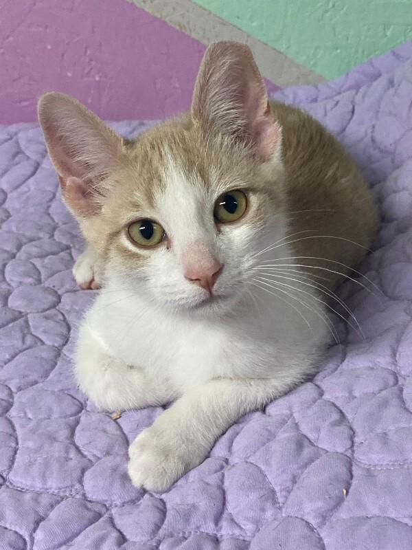 Creamsicle, a Adoptable mixed breed in Westminster, CO image 3/3