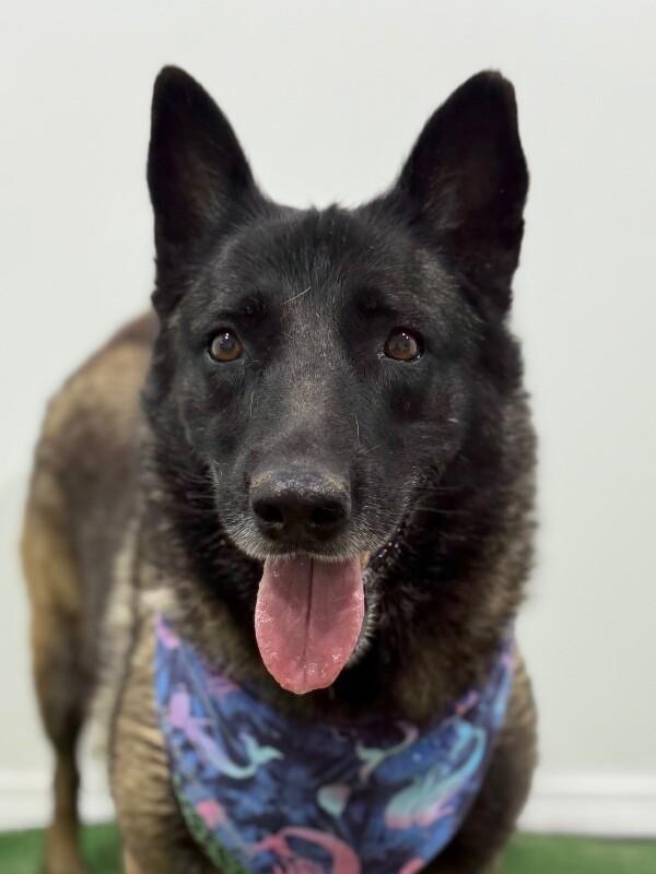 Bonnie Tyler, Adoptable, Adult Female Belgian Shepherd / Sheepdog & Norwegian Elkhound.