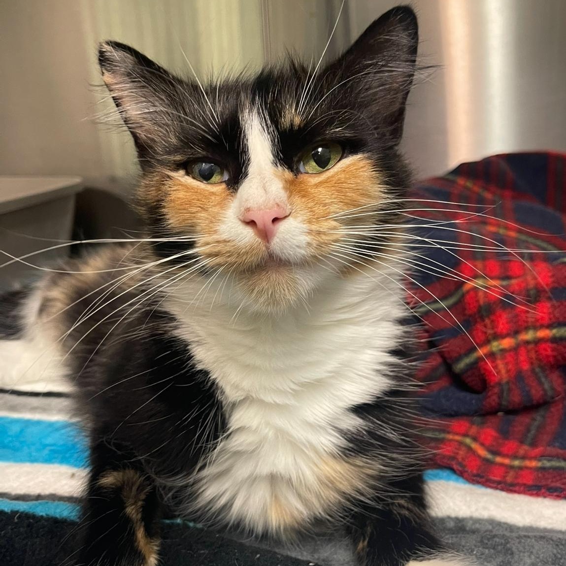 Enlarge Sassafras, an adopted Domestic Long Hair in Indiana, PA image 1/3