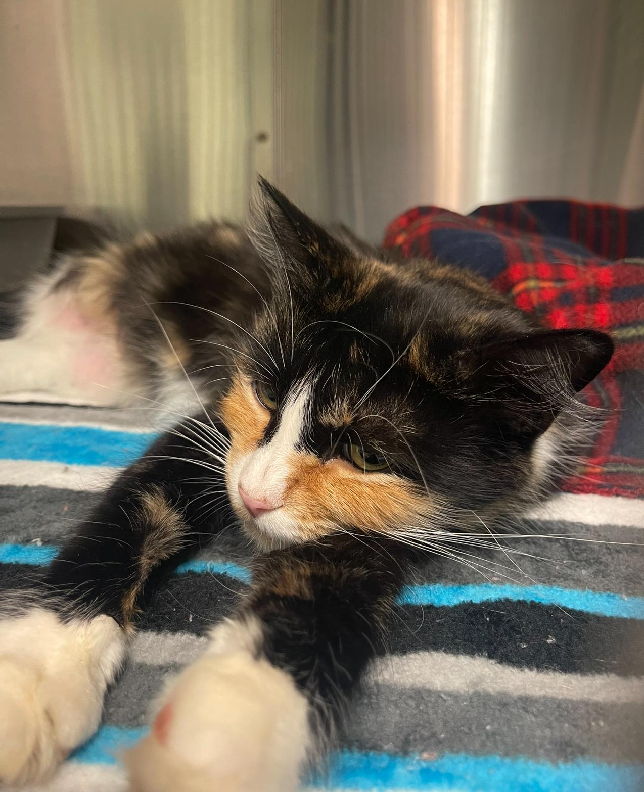 Enlarge Sassafras, an adopted Domestic Long Hair in Indiana, PA image 2/3