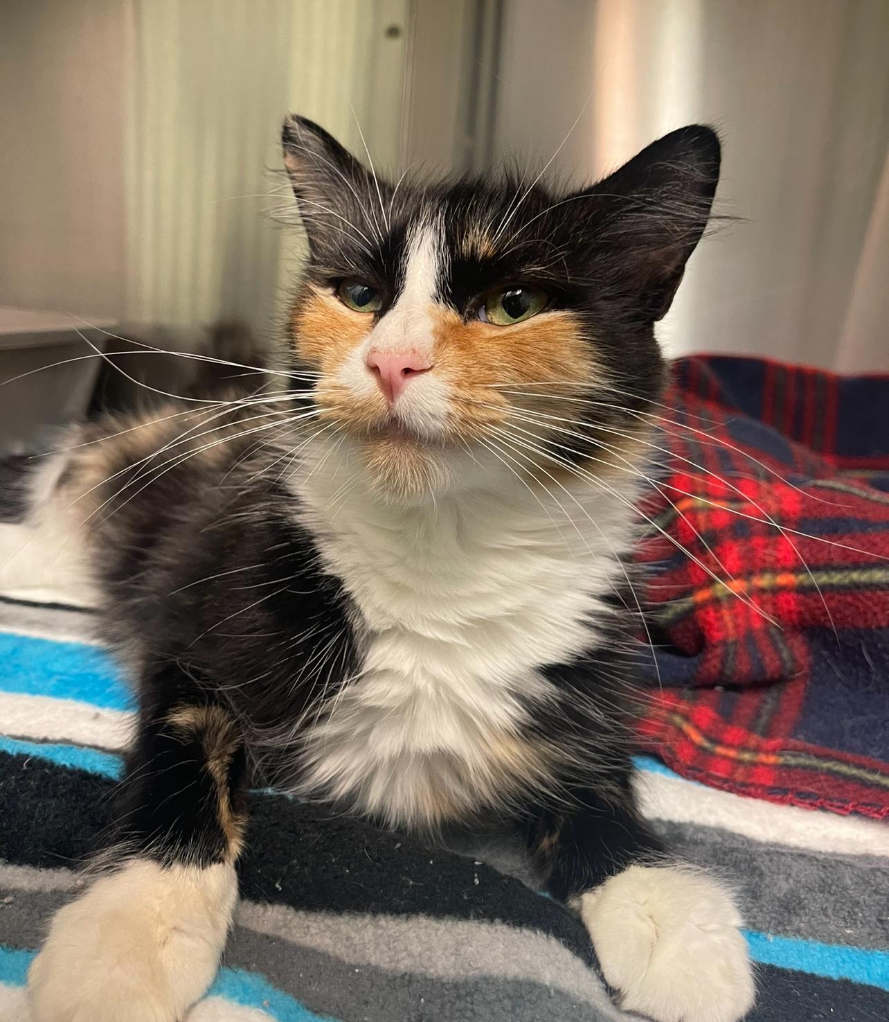 Enlarge Sassafras, an adopted Domestic Long Hair in Indiana, PA image 3/3