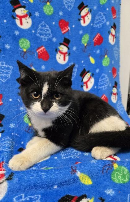 Enlarge Carlos, a Adoptable mixed breed in Spruce Pine, NC image 1/1